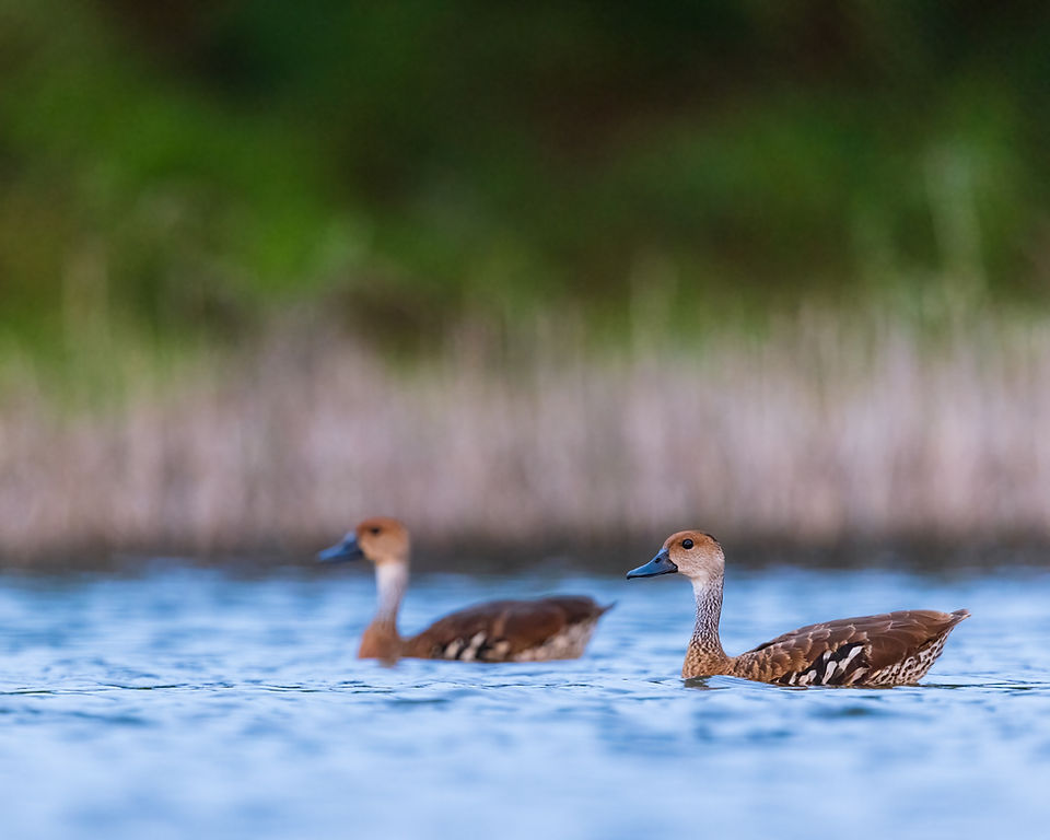 West Indian Whistling-Duck