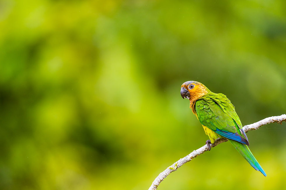 Knowing the wildlife is essential to protecting it. But education has clearly failed us.