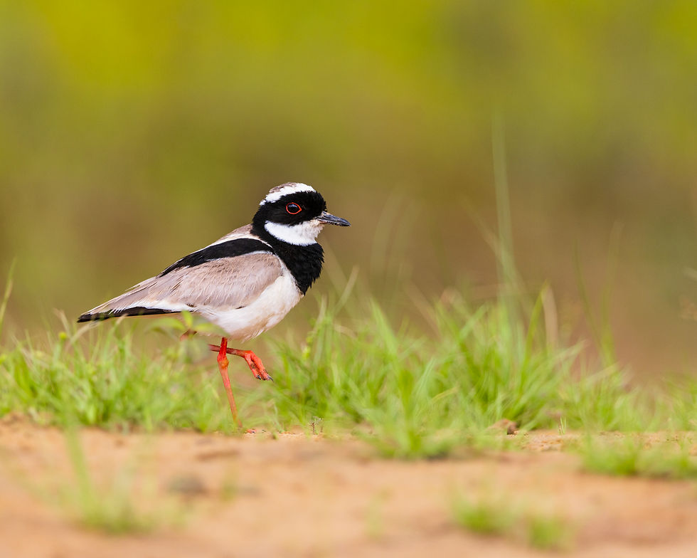 Let our footsteps be deliberate, mindfulness has only become necessary in a mindless society.