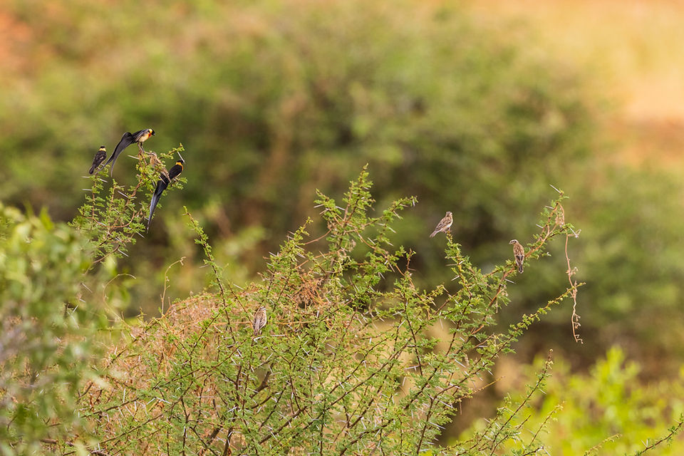 A few Eastern Paradise-Whydah flew in to a tree above the watering hole near the hotel.