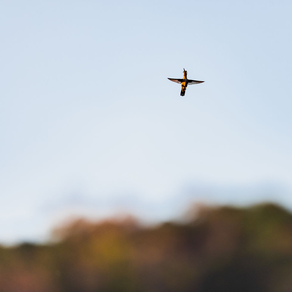 Long-billed Starthroat