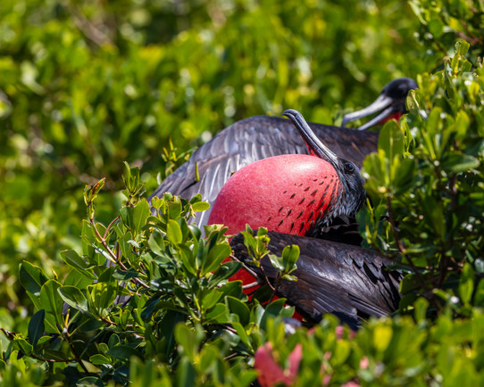 Magnificent Frigatebird, in peak display
