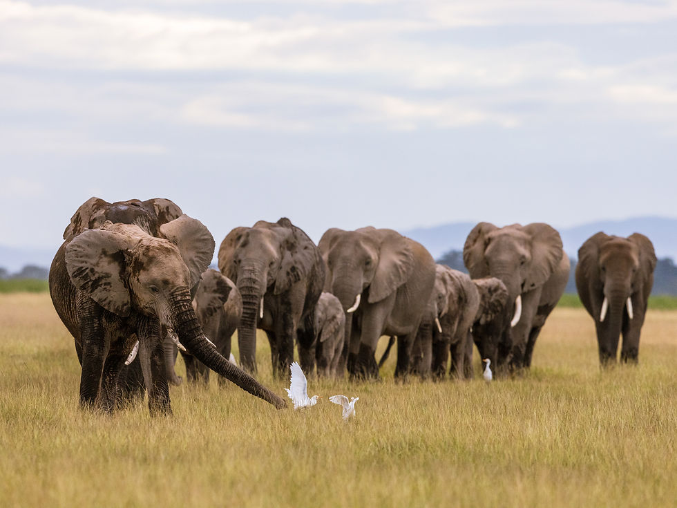 Elephants are individuals, just like we are. What are we truly doing to their societies when we enact policies of "population management", and "controlled culls"? Are we wise enough to alter their framework?