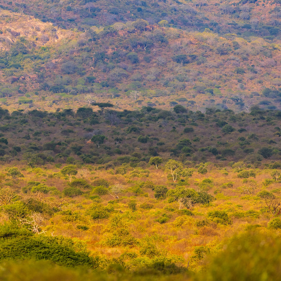 Our first view of an elephant - can you find it?