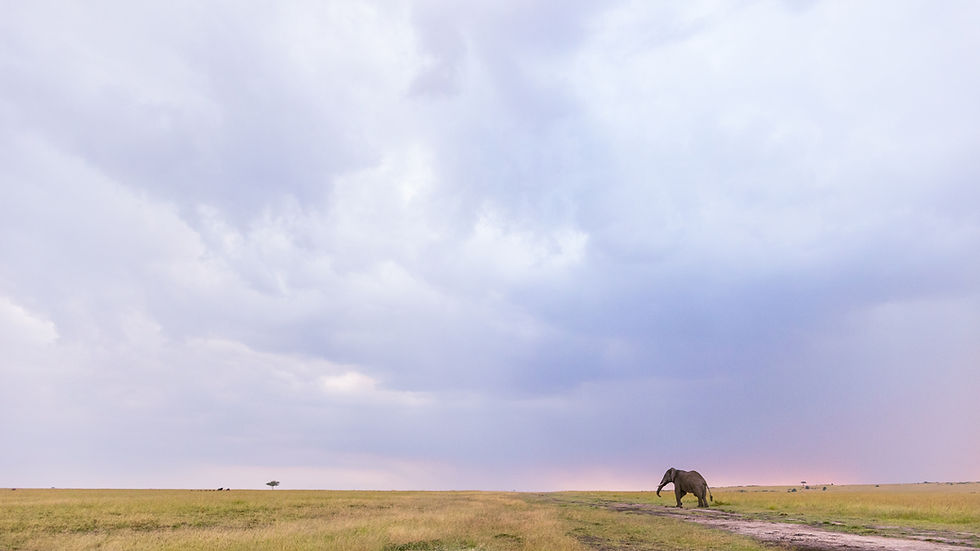 The sky is the real main character on safari.
