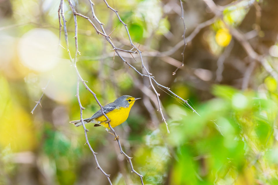 Barbuda Warbler