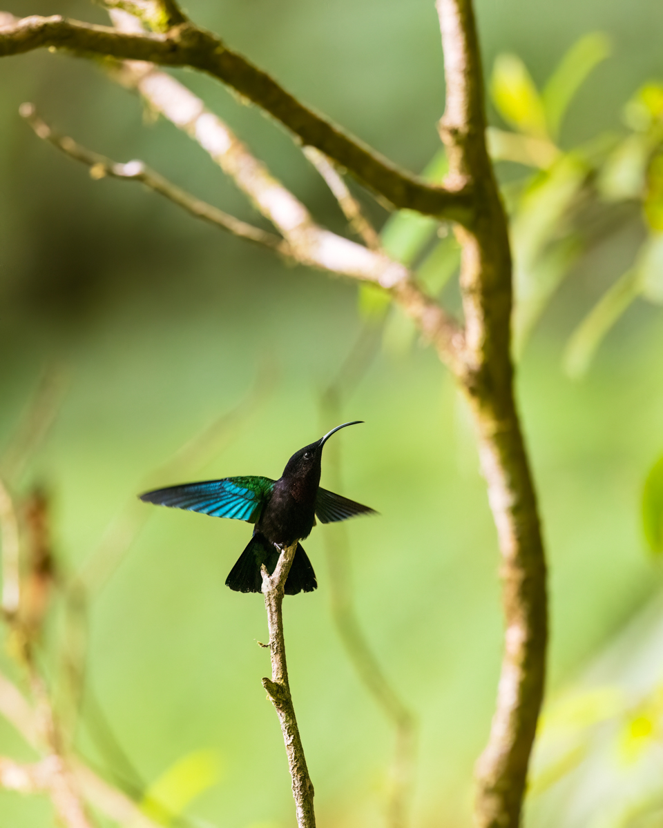 Purple-throated Carib