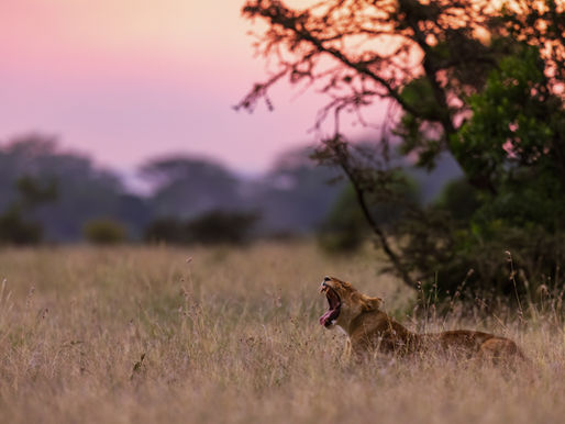 Photography Safari Highlights