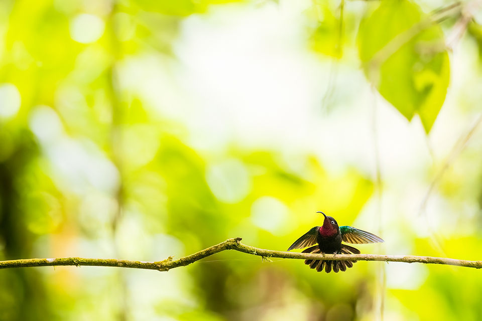 Purple-throated Carib