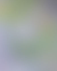 The Magic of Hummingbirds