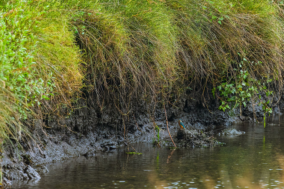Wetlands always suffer from development – they are accessible enough to be bulldozed and backfilled without us actually understanding what our impact is on a wider scale.