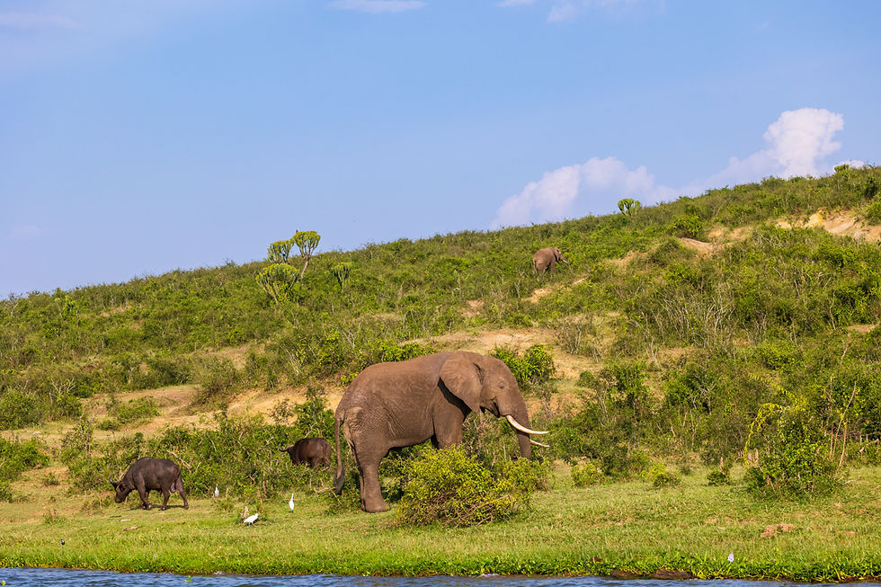 Adult Cape Buffalo are large and intimidating creatures, but referenced to an elephant things take on a slightly different hue.