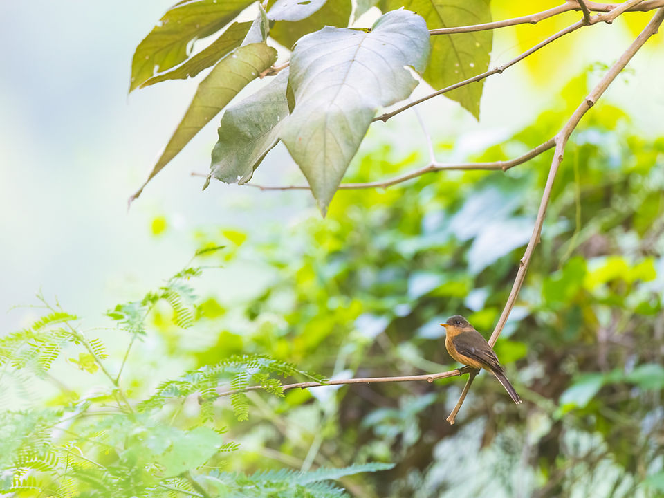 Lesser Antillean (St. Lucia) Pewee