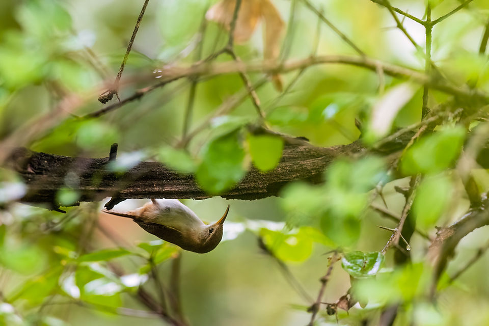 St. Lucia Wren