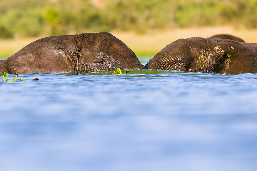 As we drifted along, we came upon more elephants in the water - these were adult bulls.