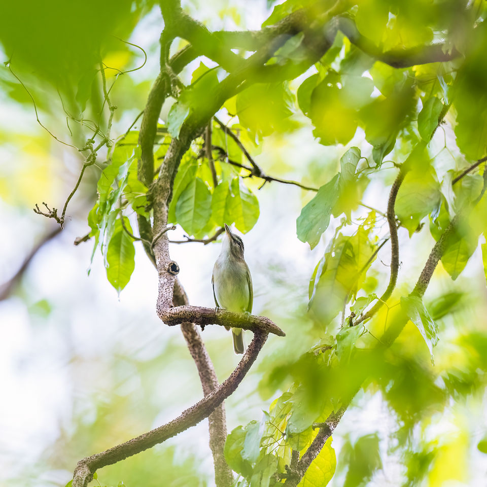 Black-whiskered Vireo