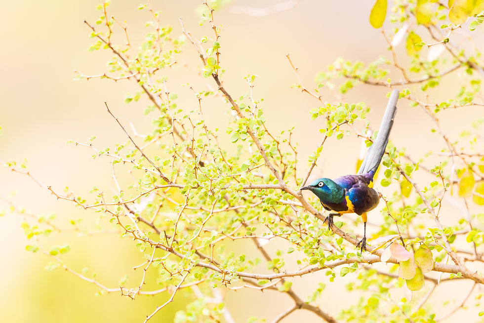 Those That Didn't Make It