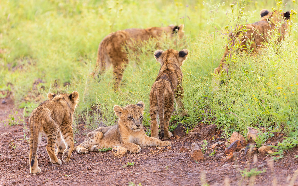 Life isn't straightforward, even the food chain is non-linear, and is much more of a web comprising much more than what we have classified as animals.