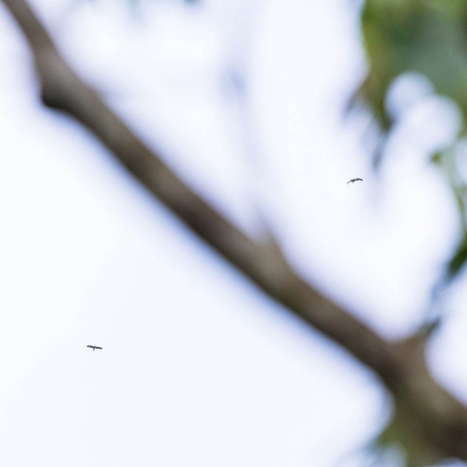 Double-toothed Kite