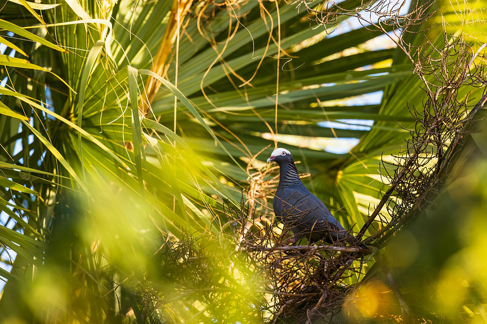White-crowned Pigeon