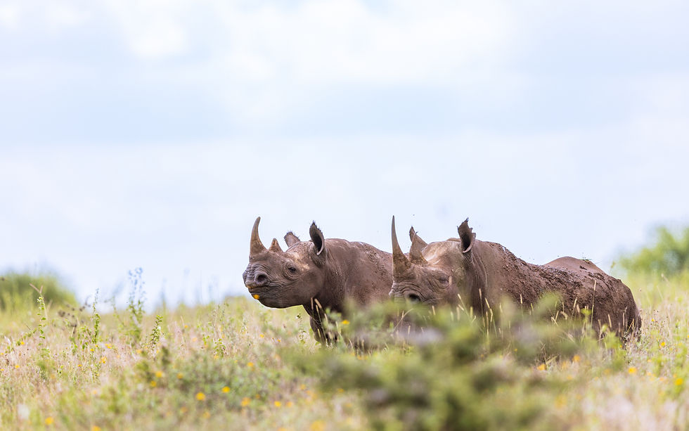 The thirst for blood fuels conservation, some claim. How can we get people to contribute to conservation without having to pull the trigger is a deeper psychological issue that we need to address within our species.