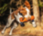 _MG_6237_edited.jpg