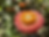 Thumbnail: Cut Flower Collection Seedling Share