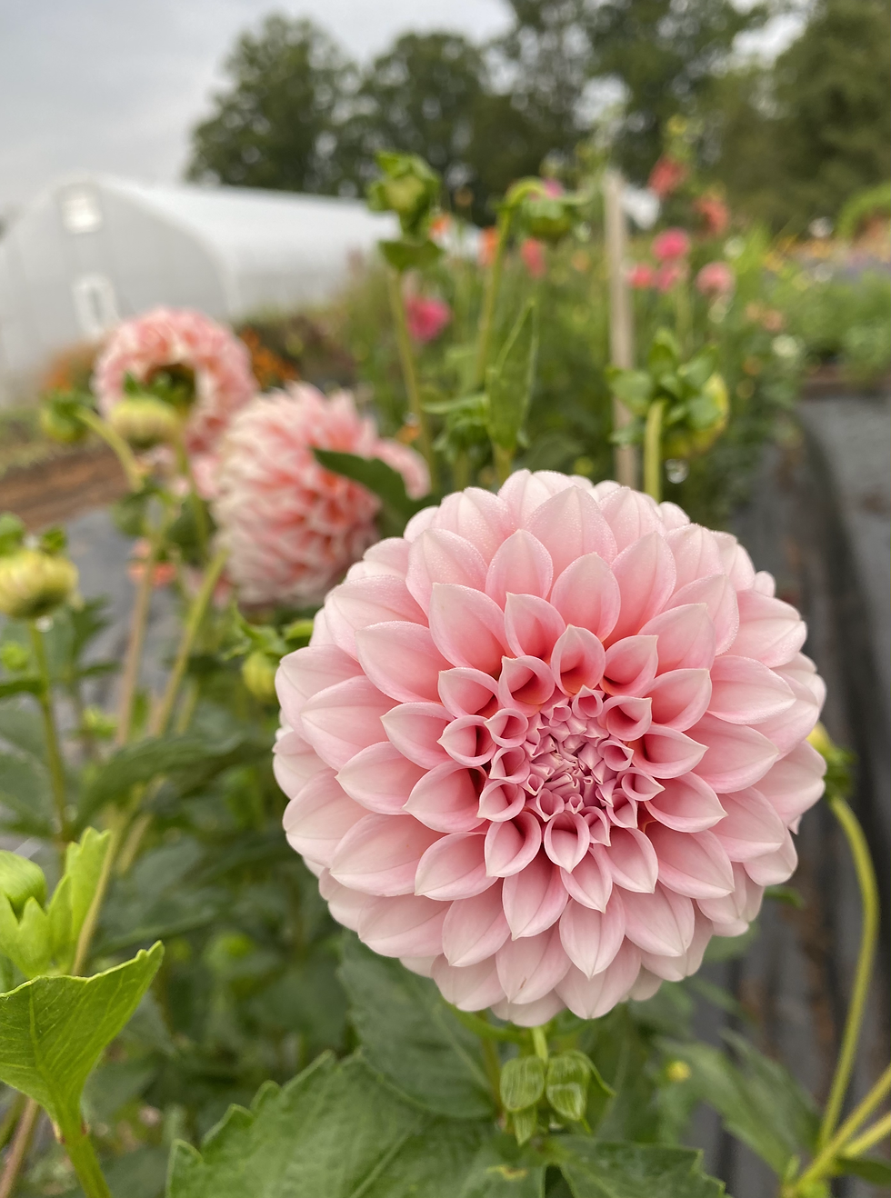 Thumbnail: Loose Flowers: CSA Summer Flower Share, 12 weeks