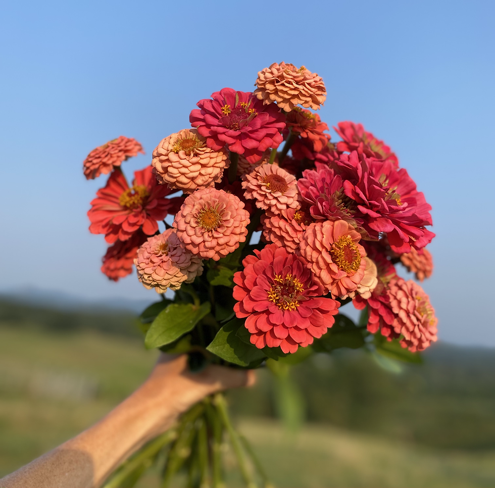 Thumbnail: Loose Flowers: CSA Summer Flower Share, 12 weeks