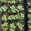Thumbnail: Cut Flower Collection Seedling Share