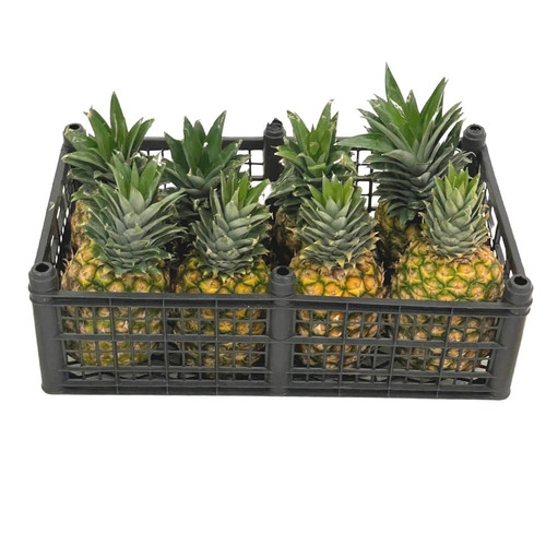 Caja de Piña Miel 25kg | DAC Cancún