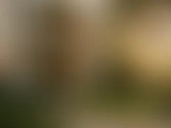 Charleston STR Revenue Data: Market Analysis Every Owner Must Know