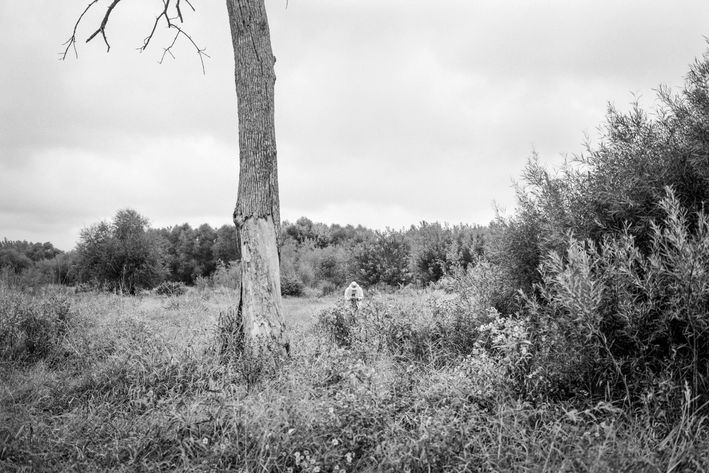 A black-and-white horizontal photograph shows an open wetland meadow full of plants and flowers in bloom. It is an overcast day with even light and silver clouds. On the left, a tall straight cottonwood snag juts up to the top of the frame and, on the right, a wide patch of willows. A wooded area is seen in the distance. At the center, a man with a wide-brimmed hat closely observes a plant. He appears very small in relation to the size of the meadow.