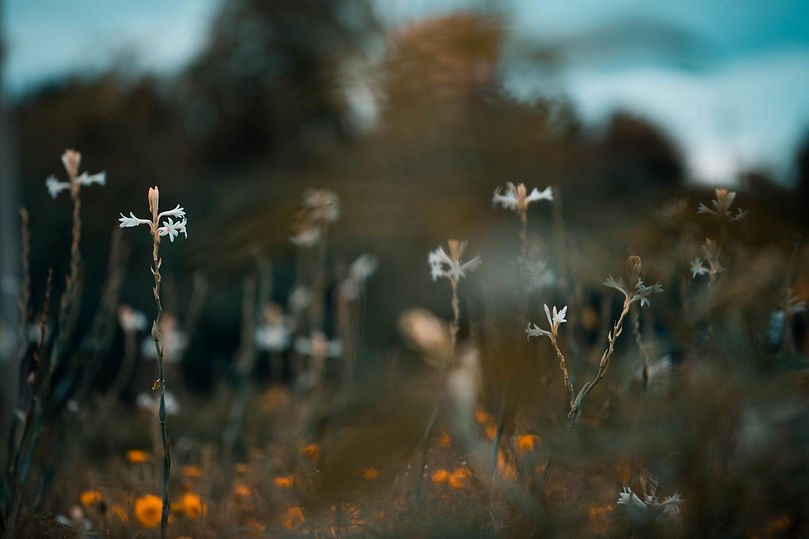 flower.jpg