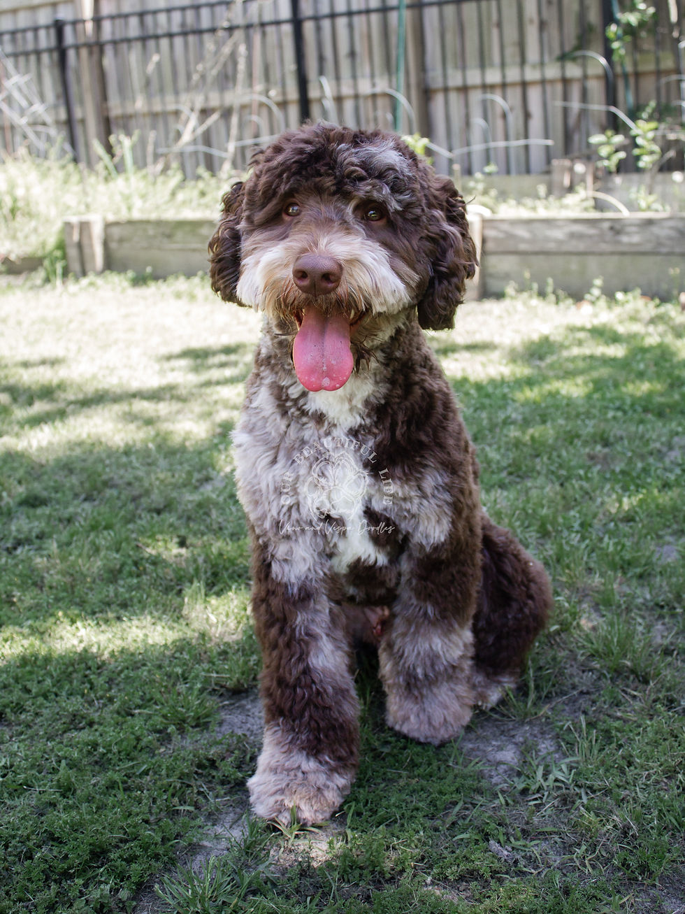 chocolate merle goldendoodle