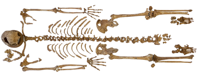 LL11 full skeleton no background.png
