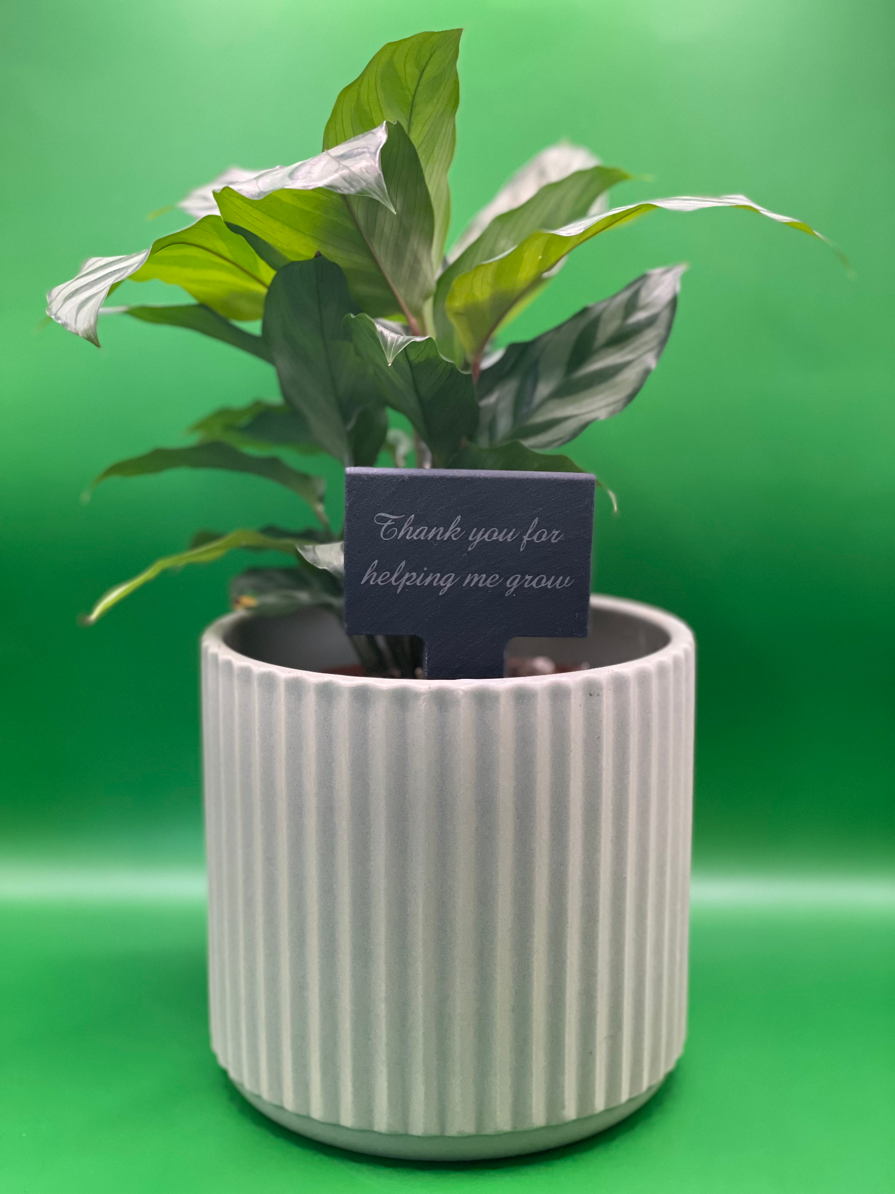 Slate Plant Marker: Teacher Gifts