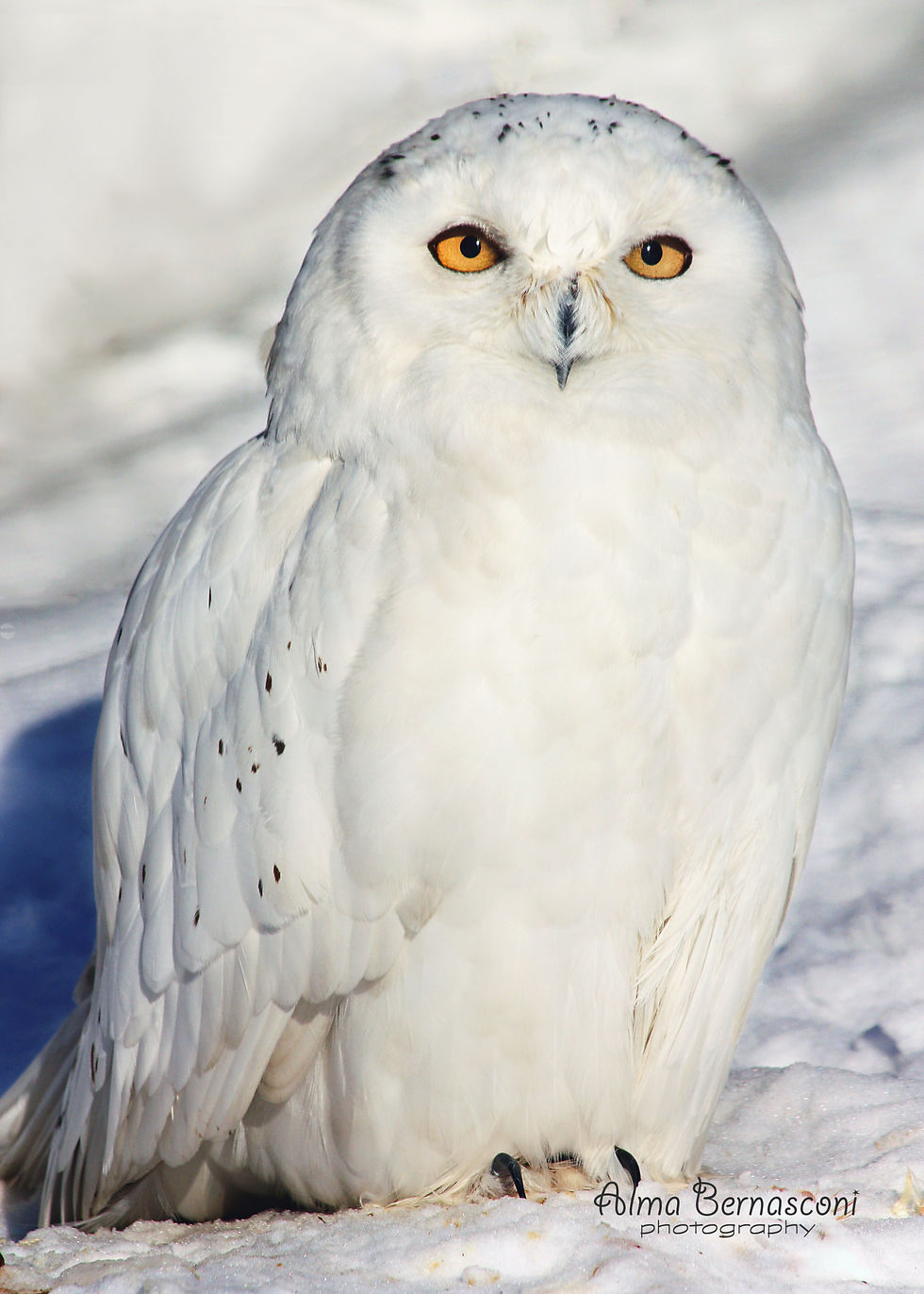 Snowy Owl