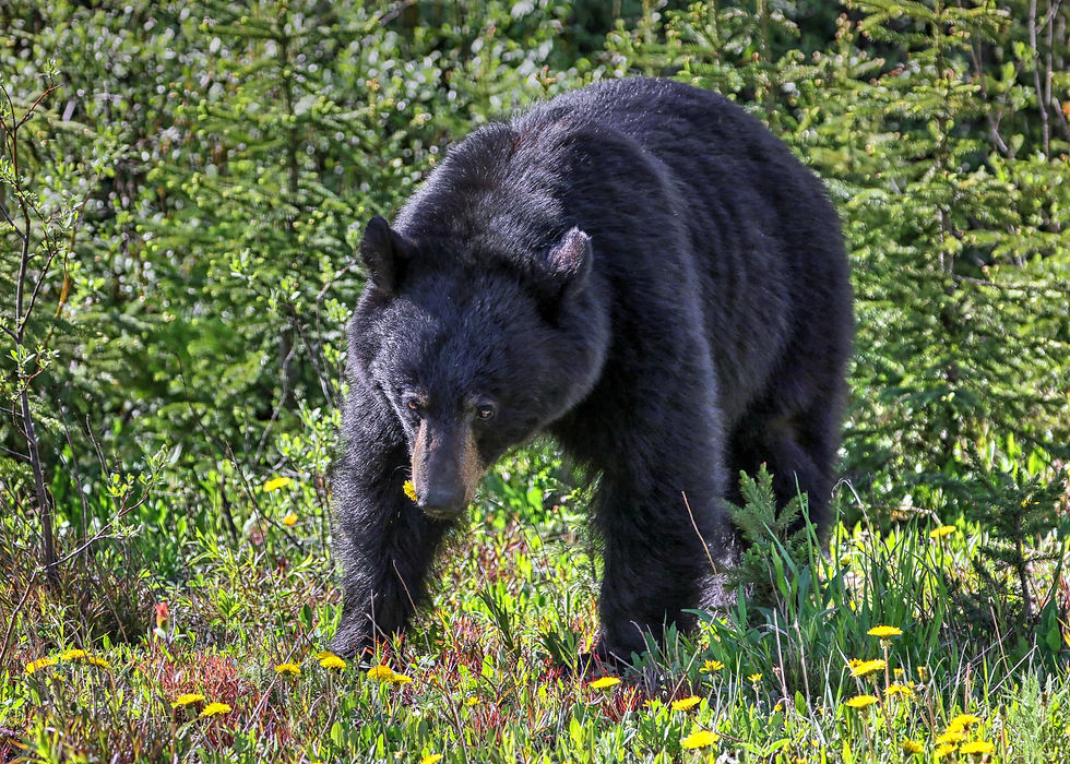 Black Bear, Banff NP