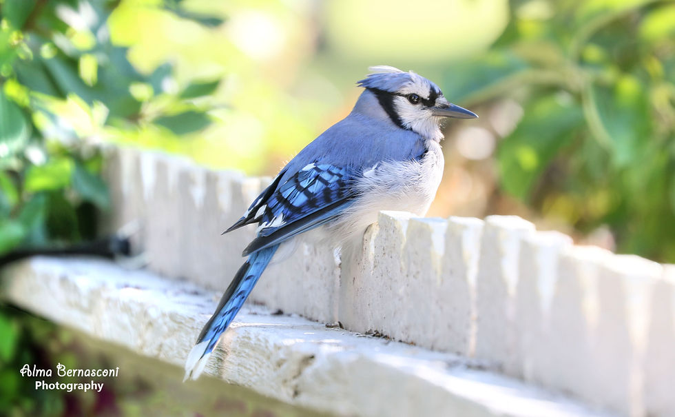 Blue Jay