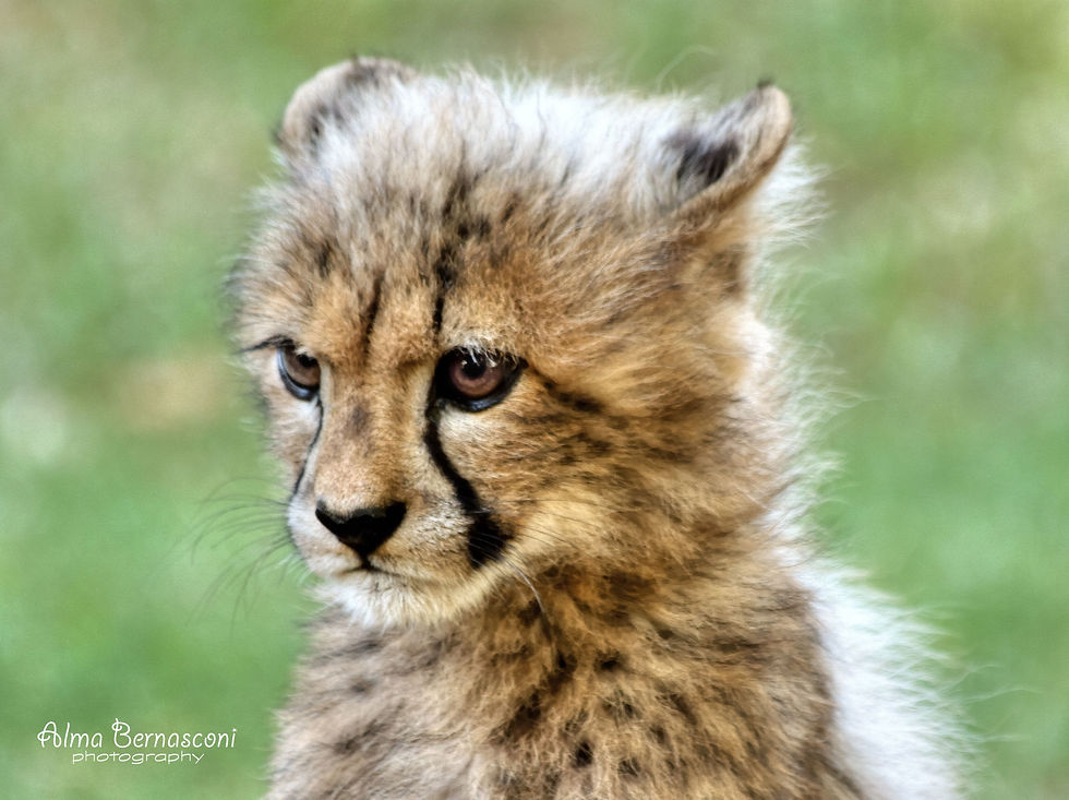 Feisty Baby Cheetah