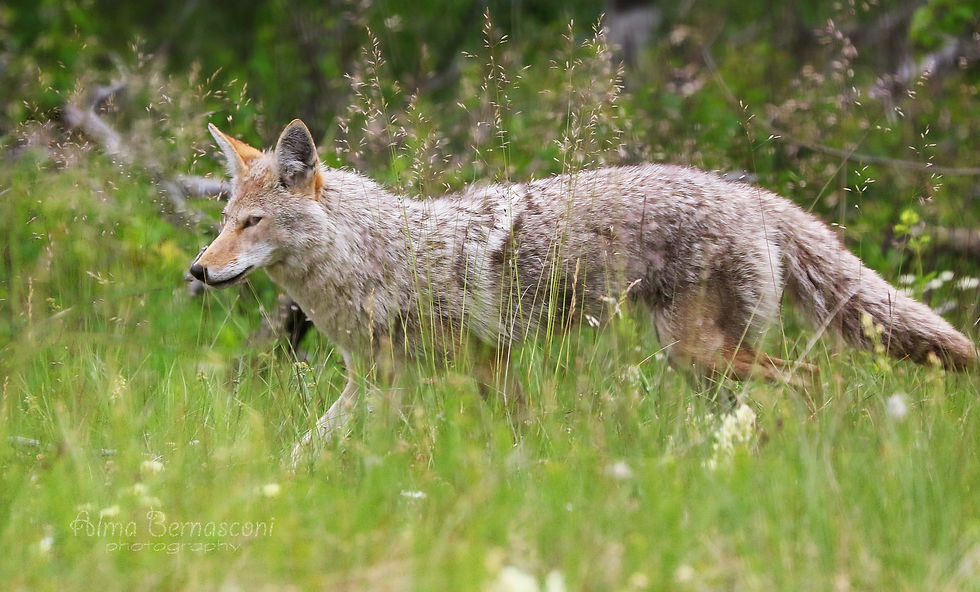 Coyote