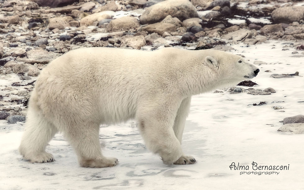 Polar Bear, Churchill, MT