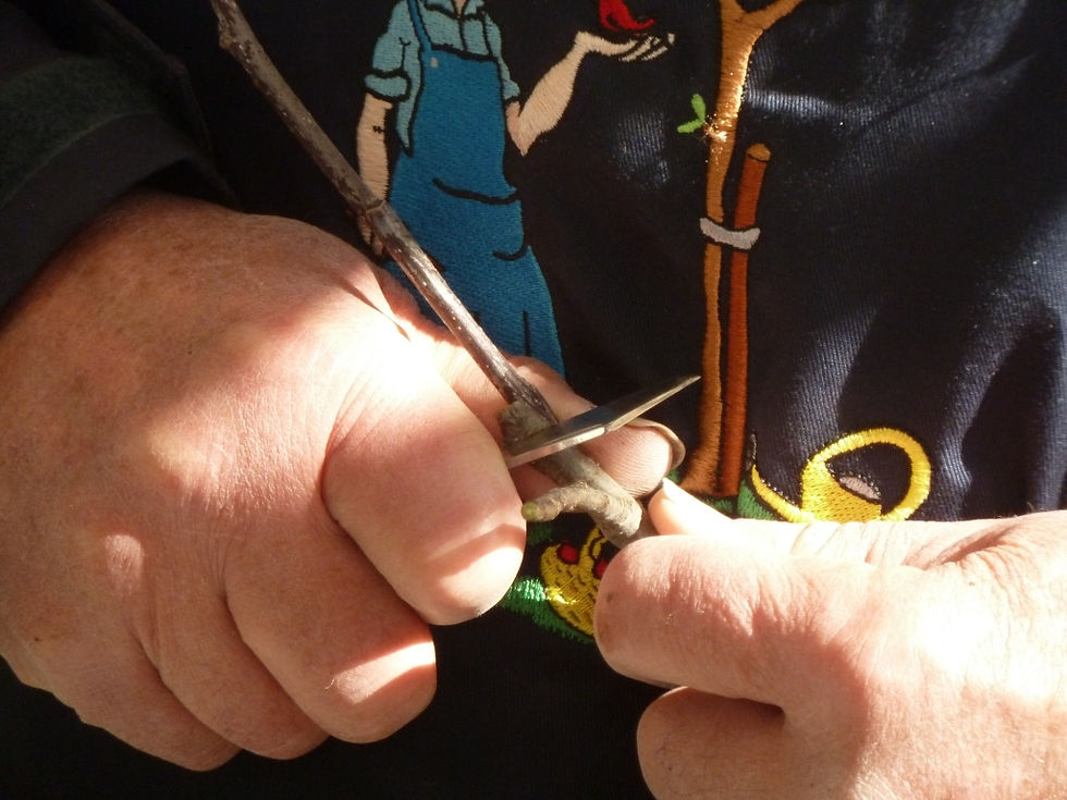 Matinée taille et greffe