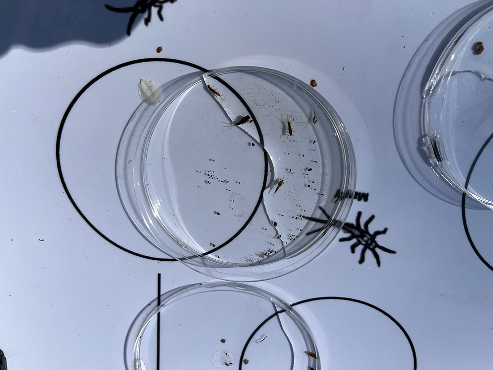 Macroinvertebrate ID Event