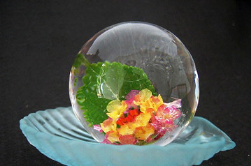 丸氷植物鑑賞