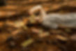 DSC03368 A.jpg