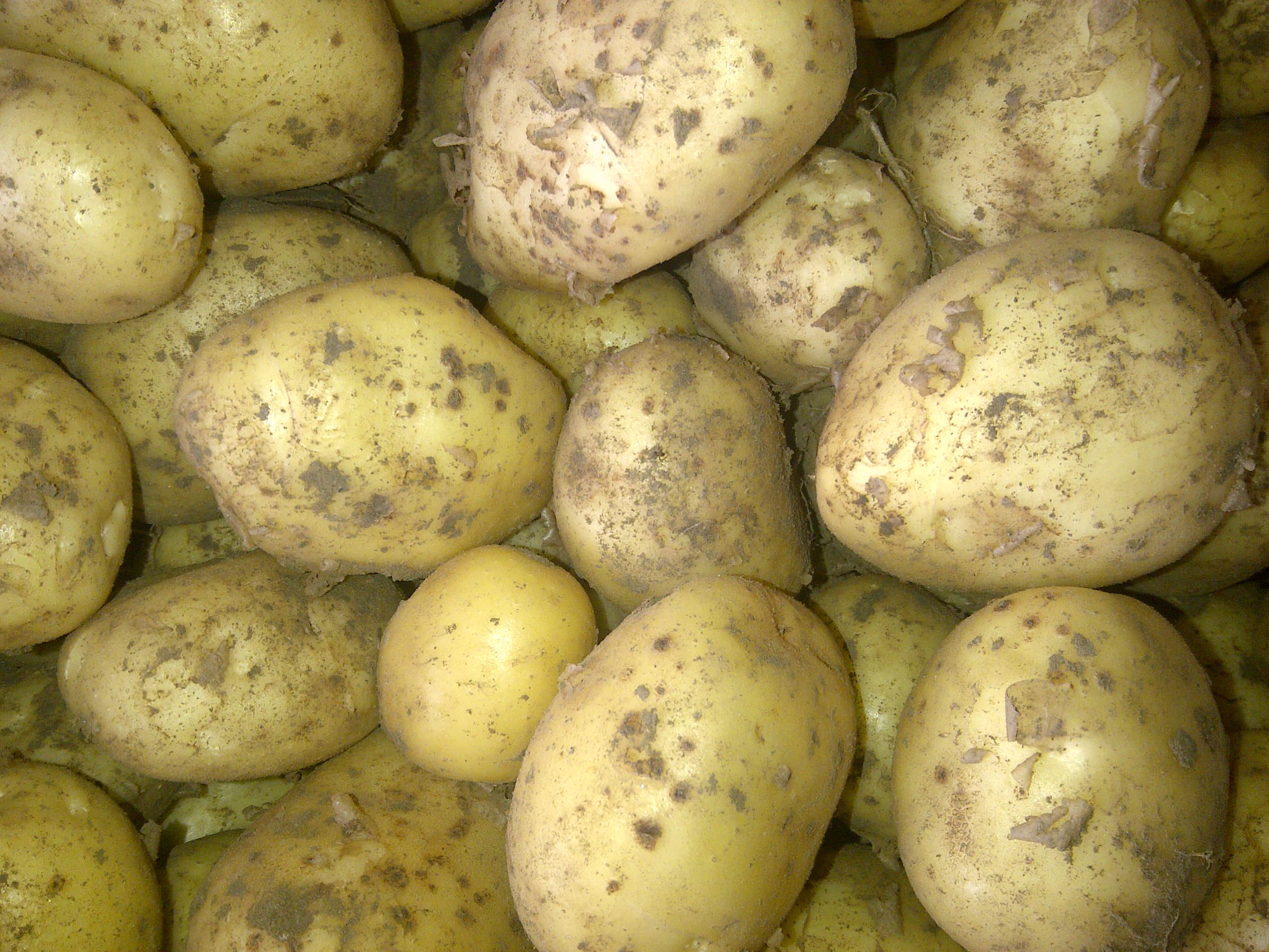 Pommes de terre Adora
