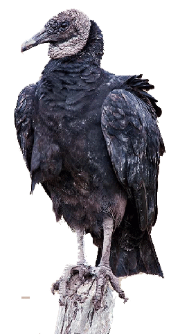 zopilote de tepoztlan