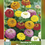 Miniatura: Zinnia enana variada